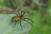 Dolomedes