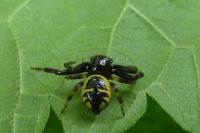 Synema globosum