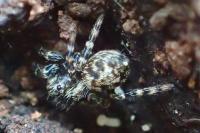 Pseudeuophrys erratica