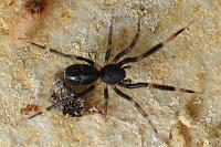 Liophrurillus flavitarsis