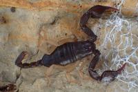 Euscorpius flavicaudis