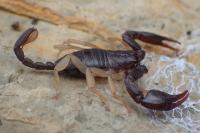 Euscorpius flavicaudis