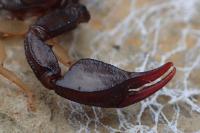 Euscorpius flavicaudis