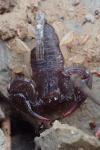 Euscorpius flavicaudis