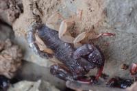 Euscorpius flavicaudis