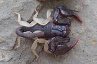 Euscorpius flavicaudis