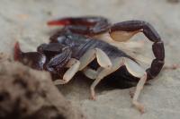 Euscorpius flavicaudis