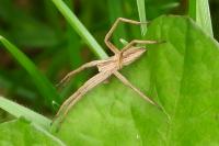 Pisaura mirabilis