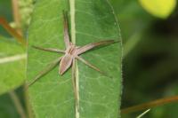 Pisaura mirabilis