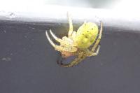 Araniella