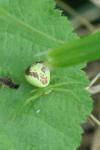 Ebrechtella tricuspidata