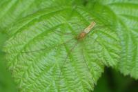 Tetragnatha