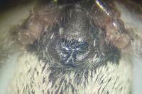 Salticus cingulatus