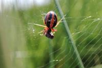 Hypsosinga heri