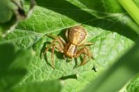 Xysticus
