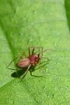Nigma flavescens