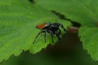 Carrhotus xanthogramma