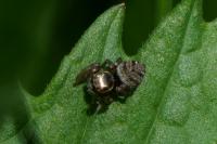 Evarcha arcuata