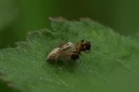 Oxyopes lineatus
