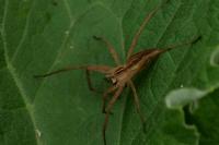 Pisaura mirabilis