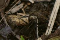 Pardosa
