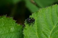 Evarcha arcuata
