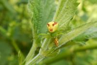 Ebrechtella tricuspidata