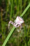 Thomisus onustus
