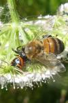 Synema globosum