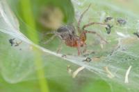 Agelena labyrinthica
