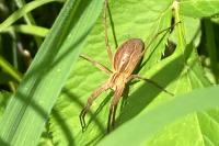 Pisaura mirabilis