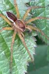 Dolomedes fimbriatus