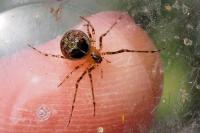 Platnickina tincta