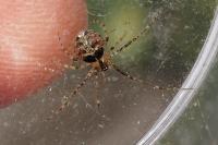 Platnickina tincta