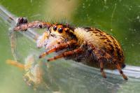Carrhotus xanthogramma