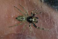 Phintella castriesiana