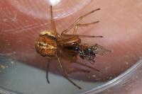 Pachygnatha clercki