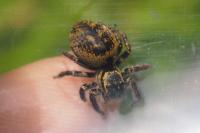 Carrhotus xanthogramma