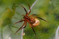 Hygrolycosa rubrofasciata
