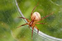 Hygrolycosa rubrofasciata