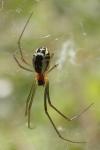 Neriene radiata