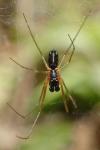 Neriene radiata