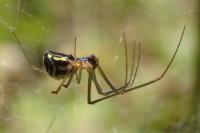 Neriene radiata