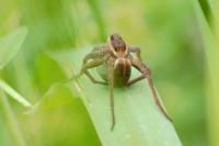 Dolomedes