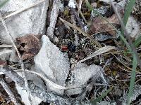 Philaeus chrysops