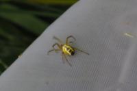 Mangora acalypha