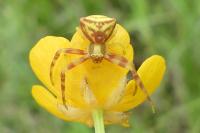 Thomisus onustus