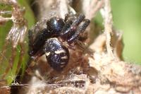 Synema globosum