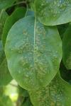Eriophyes pyri