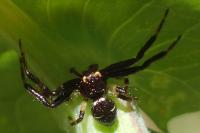 Synema globosum